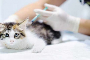 Як зробити сканування? Як зробити сканування?